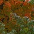 One Red Tree, One Green Tree.jpg