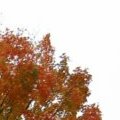 Red Tree