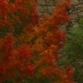 Tree - Red and Green