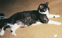 FP (Food Processor) the Cat