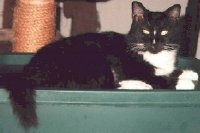 Ms. Squirt the Cat