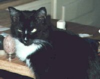 Ms. Squirt the Cat