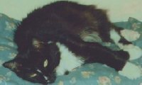 Ms. Squirt the Cat