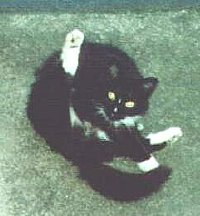 Ms. Squirt the Cat