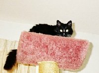 Ms. Squirt the Cat