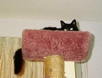 Ms. Squirt the Cat