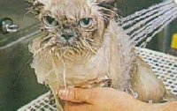 Ticked Off Kitty